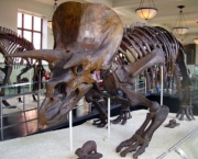 o-museu-americano-de-historia-natural-15