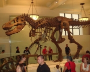 o-museu-americano-de-historia-natural-5