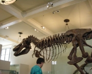 o-museu-americano-de-historia-natural-7