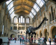 o-museu-de-historia-natural-de-londres-10