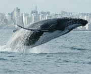 observar-baleias-na-praia-do-forte-3