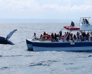 observar-baleias-na-praia-do-forte-4