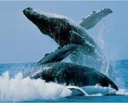 observar-baleias-na-praia-do-forte-6