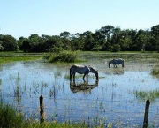 pantanal-turismo-13