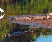 pantanal-turismo-9