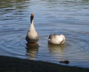 parque-do-lago-houston-9