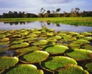 parque-nacional-da-amazonia-destaque-em-biodiversidade-1