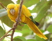 parque-nacional-da-amazonia-destaque-em-biodiversidade-5