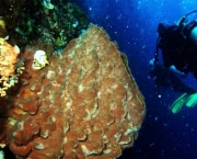 pontos-de-mergulho-em-ubatuba9