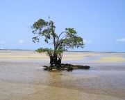 praia-barra-de-sao-miguel-2