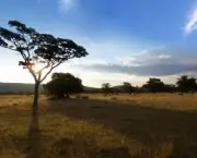 safari-africano-11