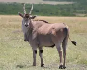 safari-africano-13