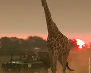 safari-africano-3