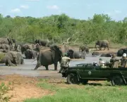 safari-africano-9
