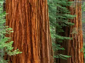 sequoia-national-park-7