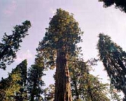 sequoia-national-park-12