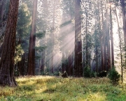 sequoia-national-park-13