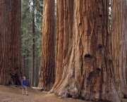 sequoia-national-park-2