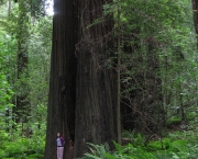 sequoia-national-park-3