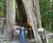 sequoia-national-park-4