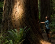 sequoia-national-park-5