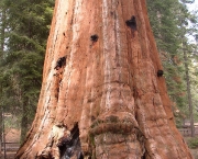 sequoia-national-park-8