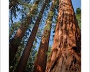 sequoia-national-park-9