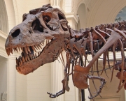 the-field-mseum-of-natural-history-6