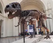 the-field-museum-of-natural-history-4