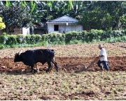 vale-de-vinales11