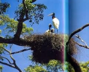 foto-visitando-o-pantanal-12