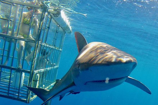 Mergulho com Tubarões em Oahu
