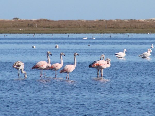 Flamingos no Parque Nacional Lagoa do Peixe