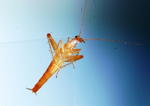 05-Jumping Roaches - Table Mountain National Park - South Africa