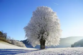 Árvore Cheia de Neve